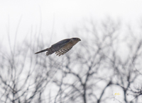 Coopers Hawk
